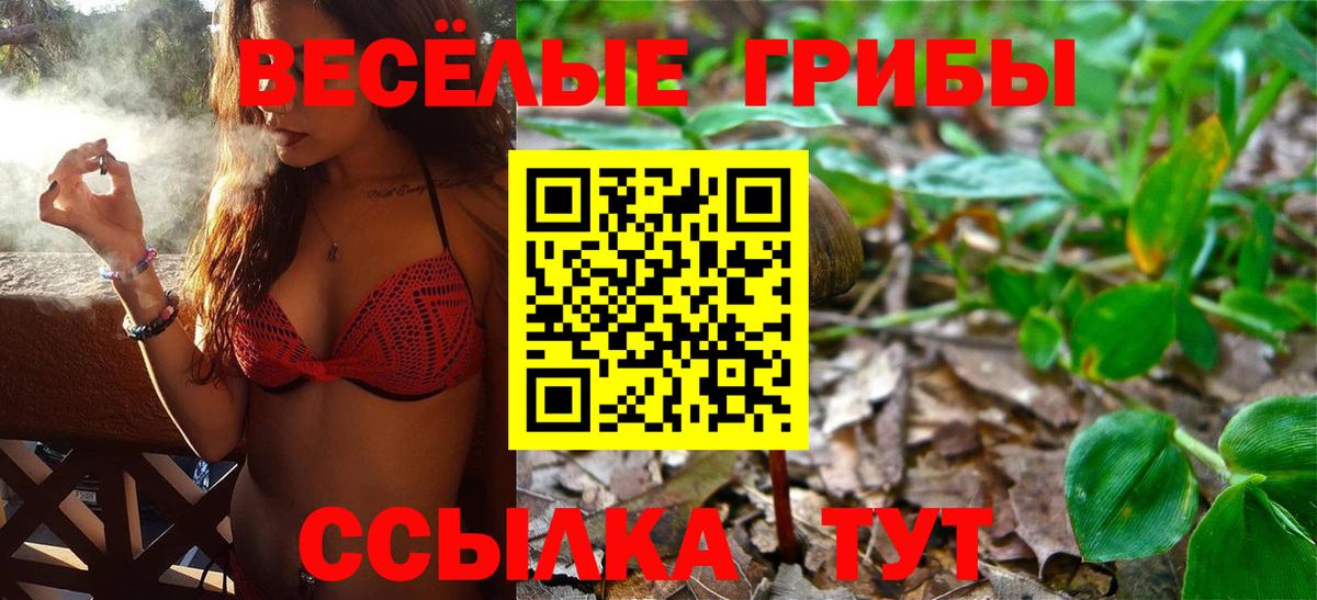 Псилоцибиновые грибы Psilocybe Новоалтайск